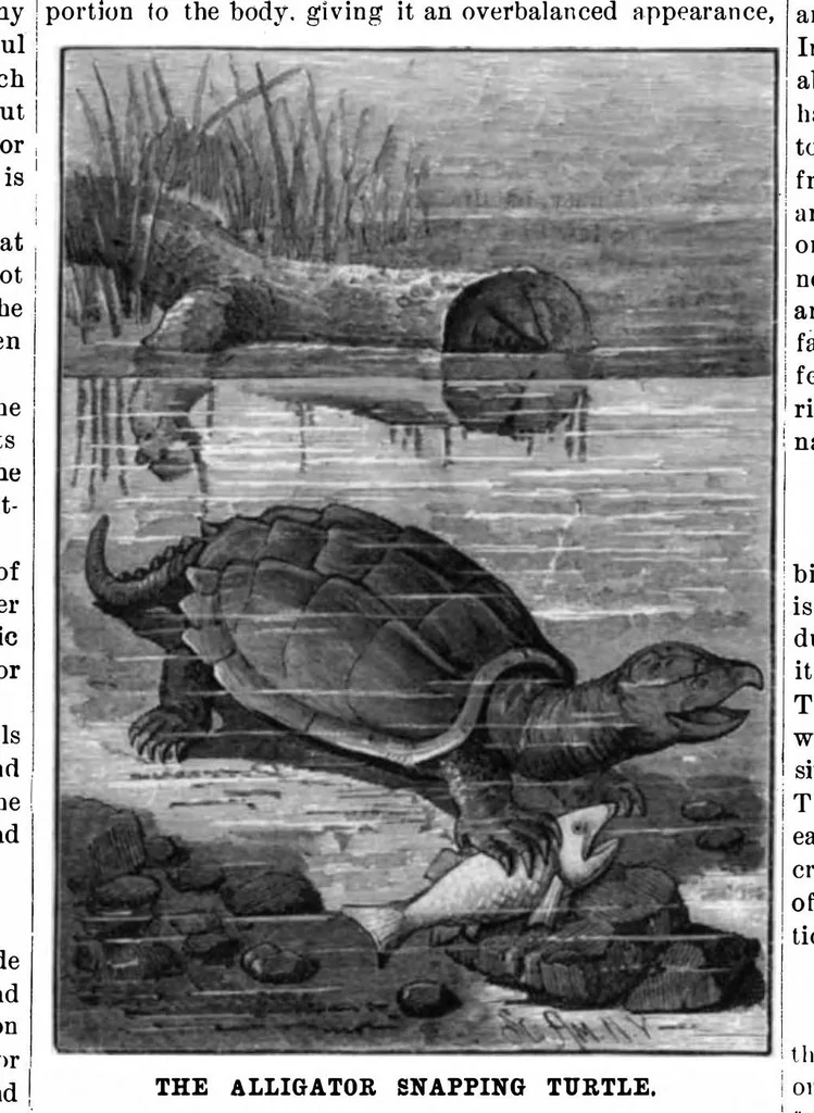 An illustration from Scientific American, Vol. 44, No. 20 (May 1881), 1881, leaf 8