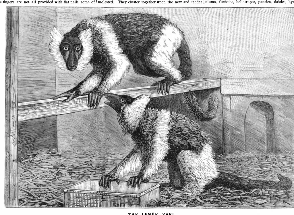 An illustration from Scientific American, Vol. 44, No. 21 (May 1881), 1881, leaf 8