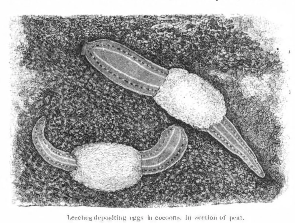 An illustration from Scientific American, Vol. 44, No. 23 (June 1881), 1881, leaf 8