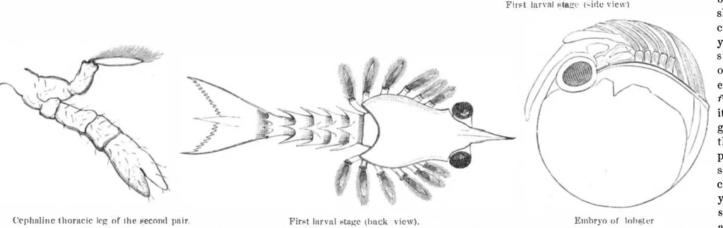 An illustration from Scientific American, Vol. 44, No. 24 (June 1881), 1881, leaf 8