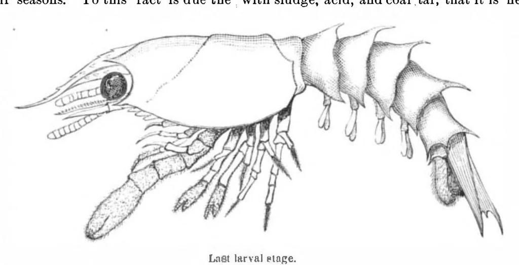 An illustration from Scientific American, Vol. 44, No. 24 (June 1881), 1881, leaf 8
