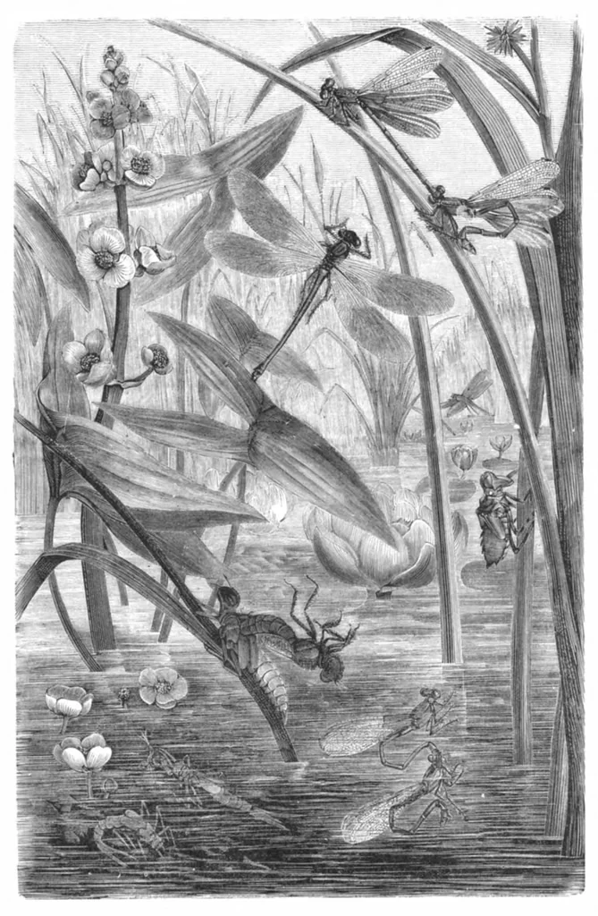 An illustration from Scientific American, Vol. 44, No. 26 (June 1881), 1881, leaf 8