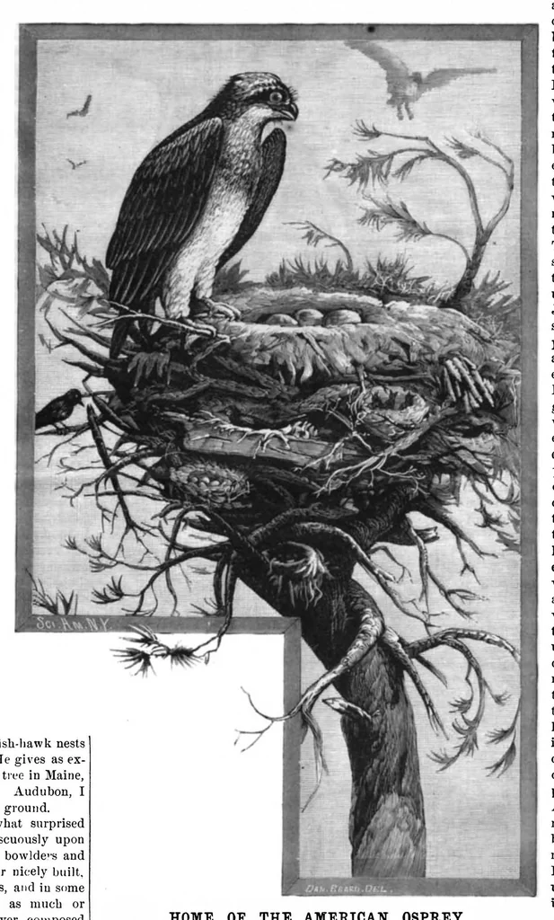 An illustration from Scientific American, Vol. 45, No. 5 (July 1881), 1881, leaf 8