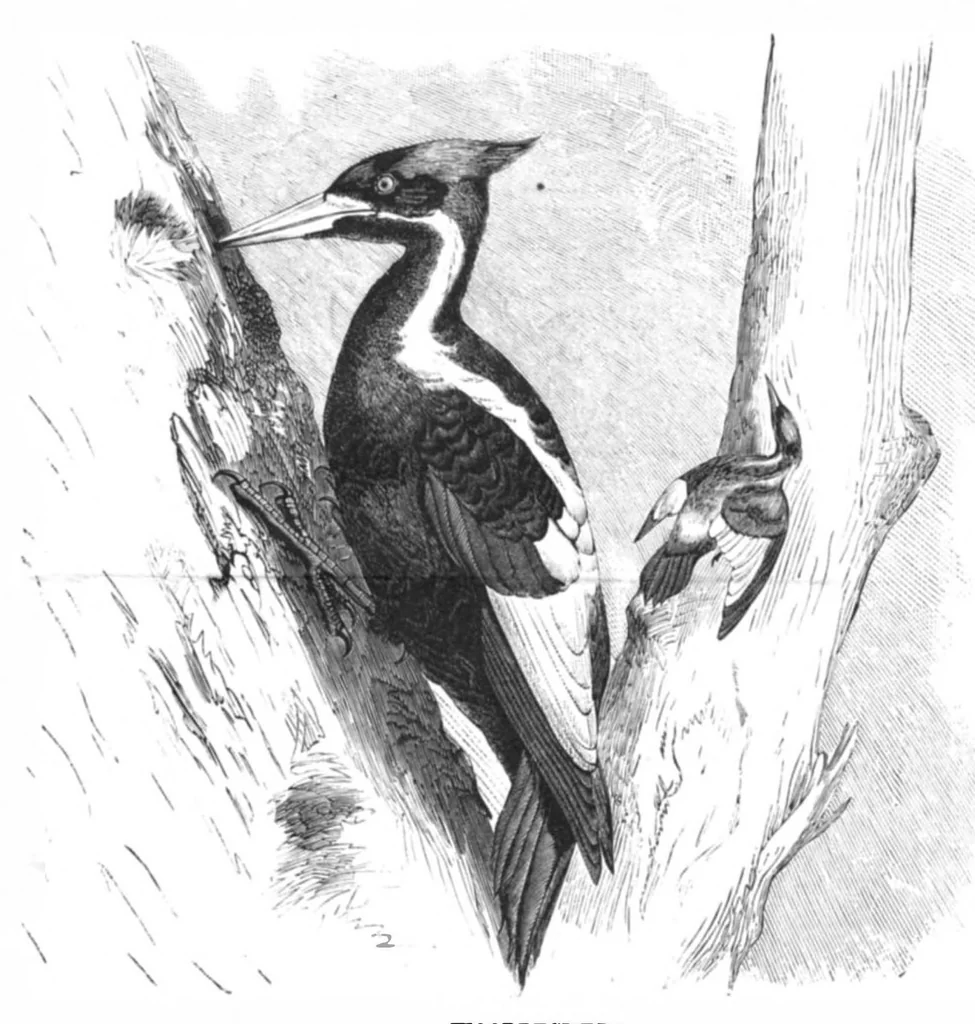 An illustration from Scientific American, Vol. 45, No. 14 (October 1881), 1881, leaf 8