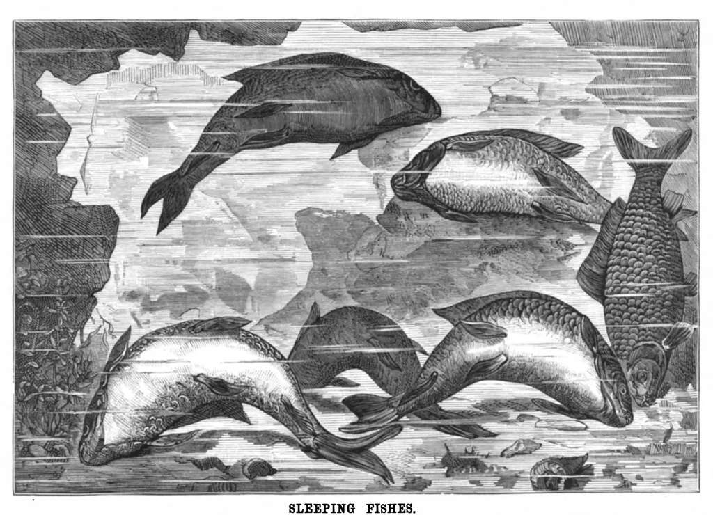 An illustration from Scientific American, Vol. 45, No. 15 (October 1881), 1881, leaf 8