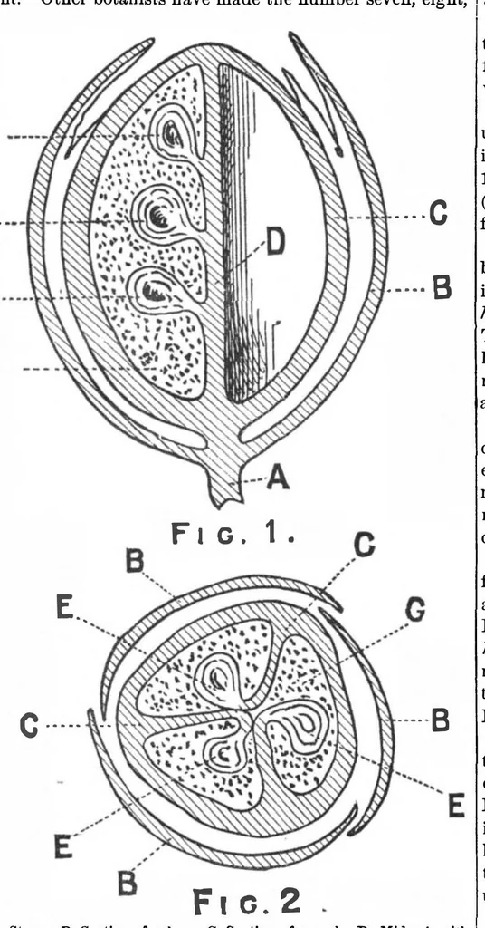 An illustration from Scientific American, Vol. 45, No. 18 (October 1881), 1881, leaf 2