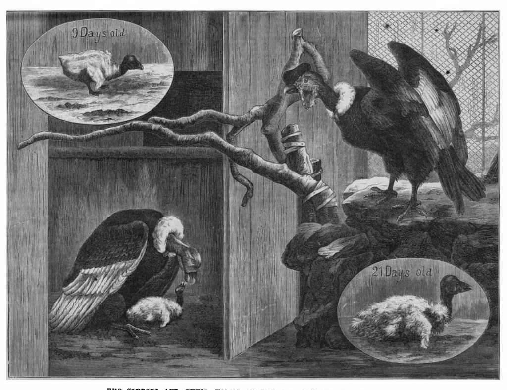 An illustration from Scientific American, Vol. 45, No. 19 (November 1881), 1881, leaf 10