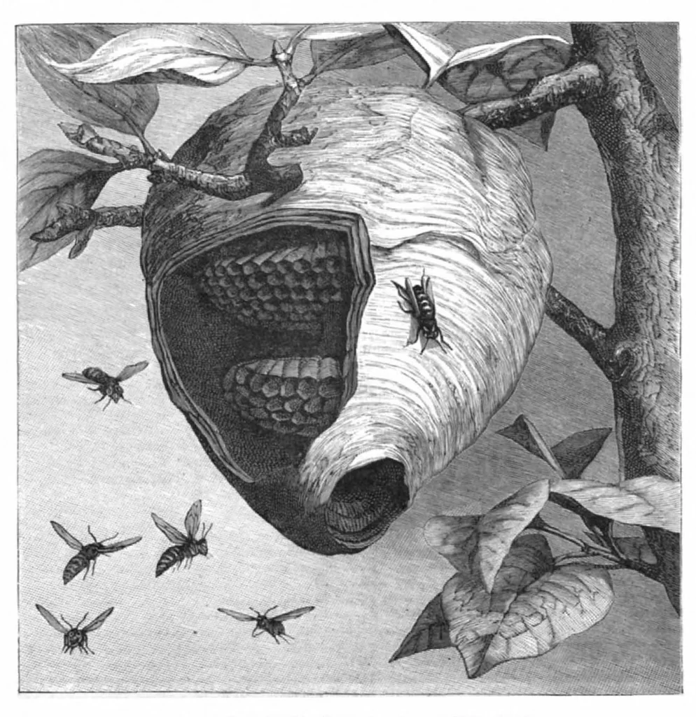 An illustration from Scientific American, Vol. 45, No. 20 (November 1881), 1881, leaf 10