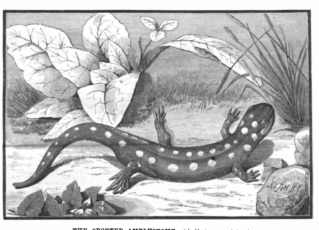 An illustration from Scientific American, Vol. 45, No. 21 (November 1881), 1881, leaf 10