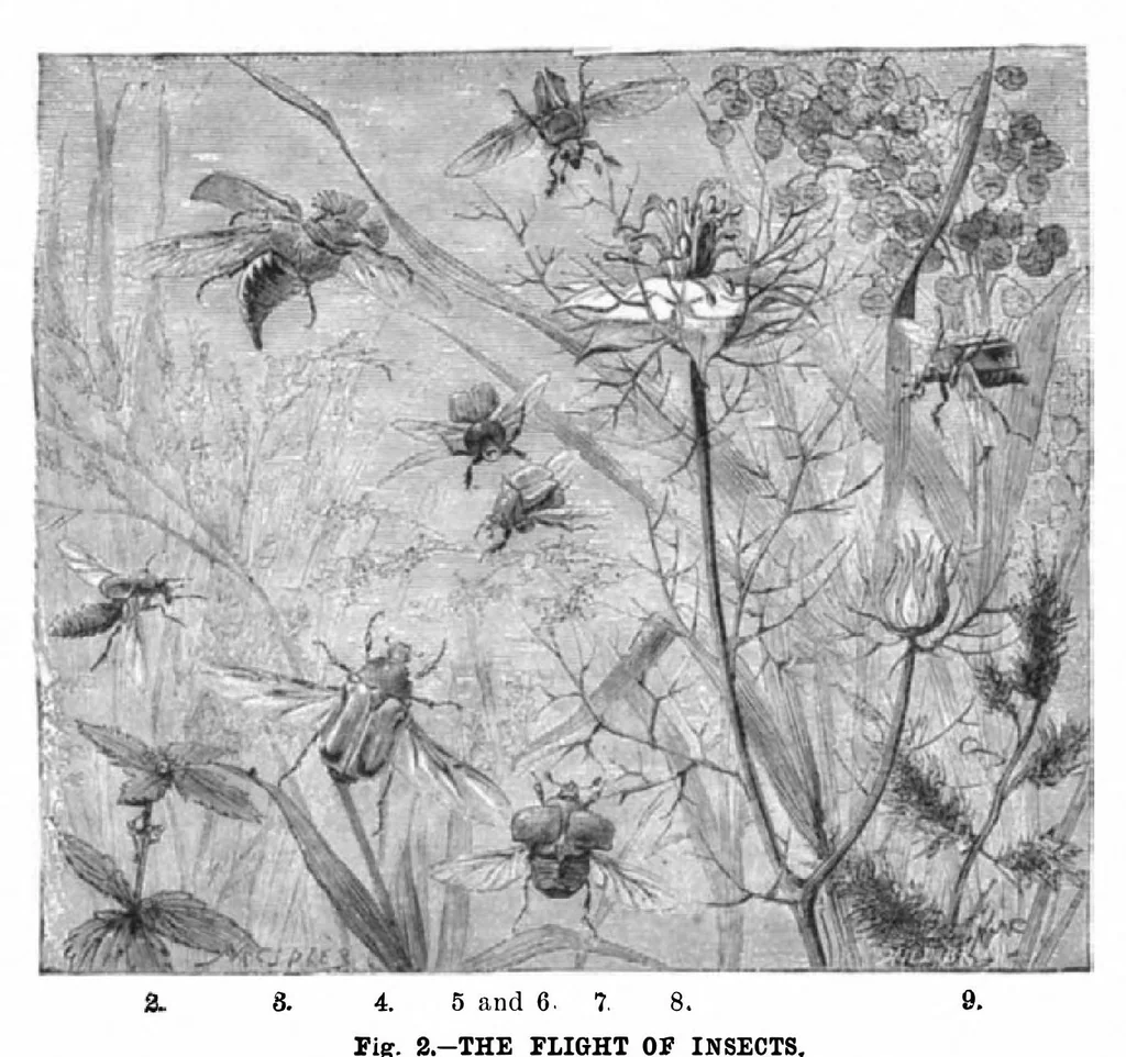 An illustration from Scientific American, Vol. 45, No. 24 (December 1881), 1881, leaf 3