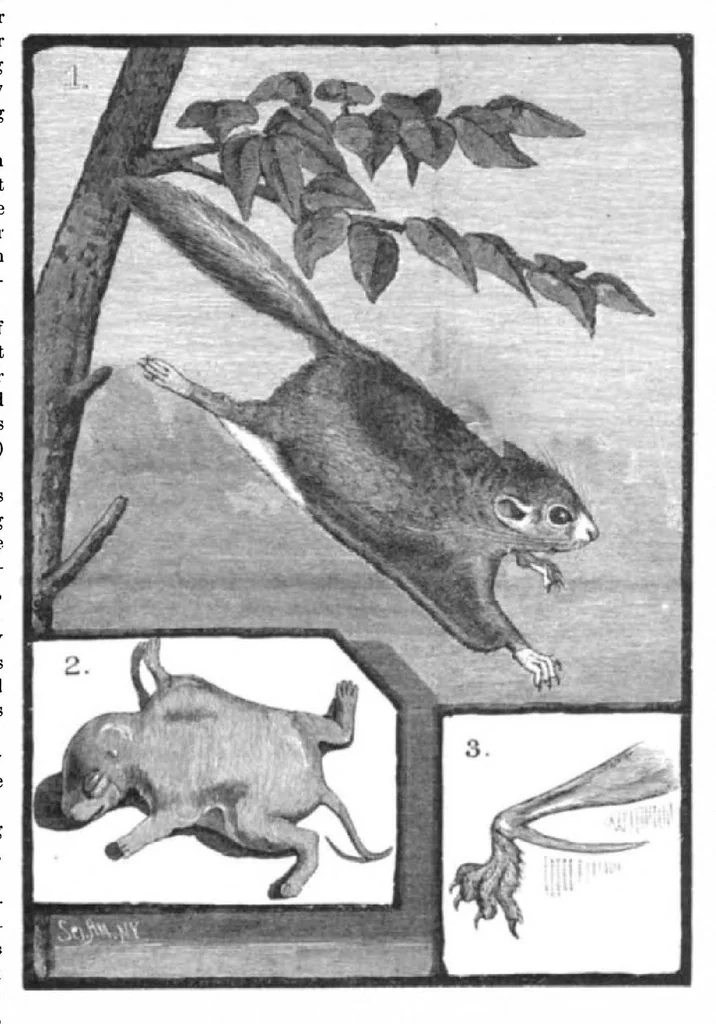 An illustration from Scientific American, Vol. 45, No. 26 (December 1881), 1881, leaf 10