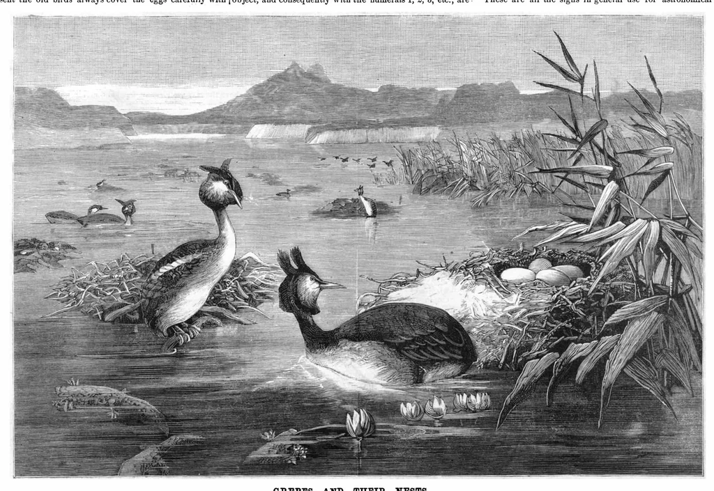 An illustration from Scientific American, Vol. 46, No. 7 (February 1882), 1882, leaf 8