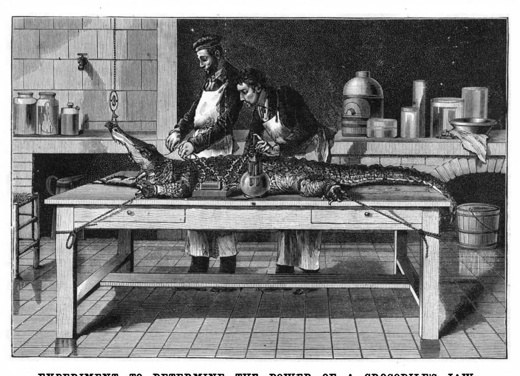 An illustration from Scientific American, Vol. 46, No. 8 (February 1882), 1882, leaf 8
