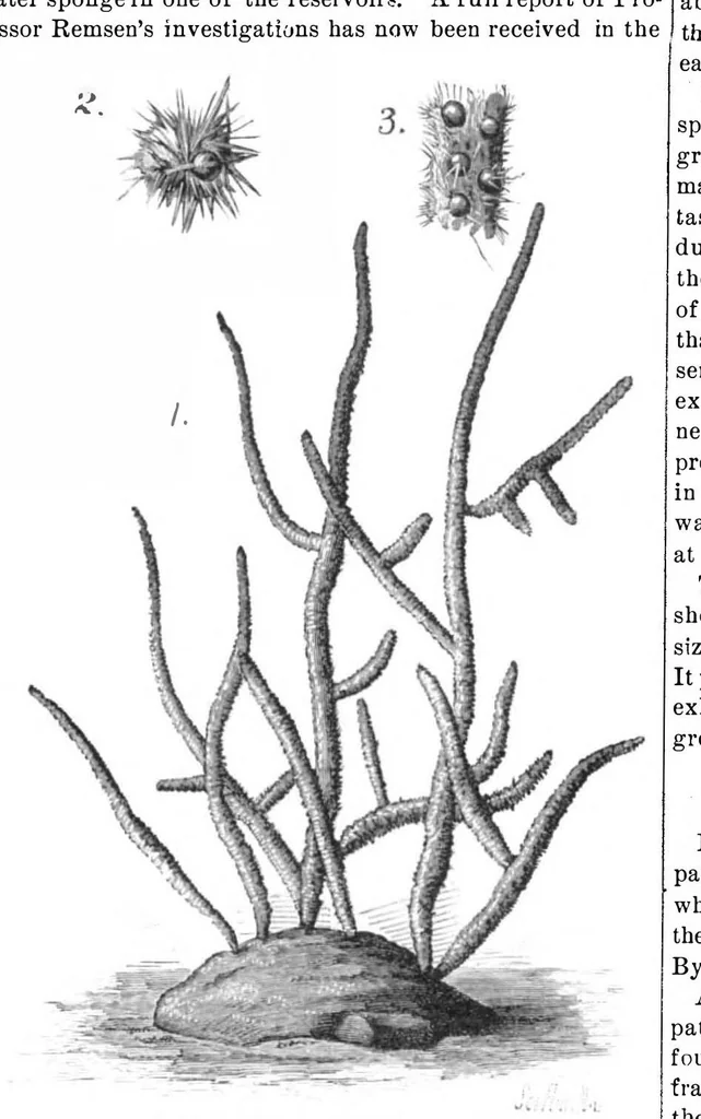 An illustration from Scientific American, Vol. 46, No. 12 (March 1882), 1882, leaf 8