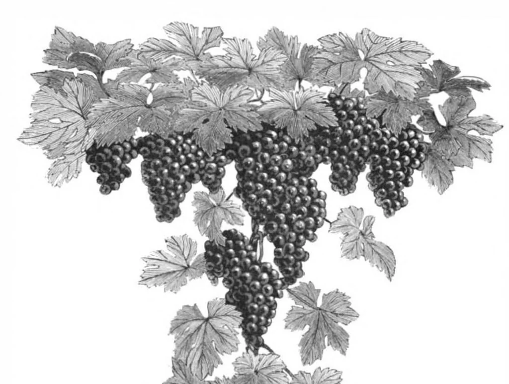 An illustration from Scientific American, Vol. 46, No. 12 (March 1882), 1882, leaf 8