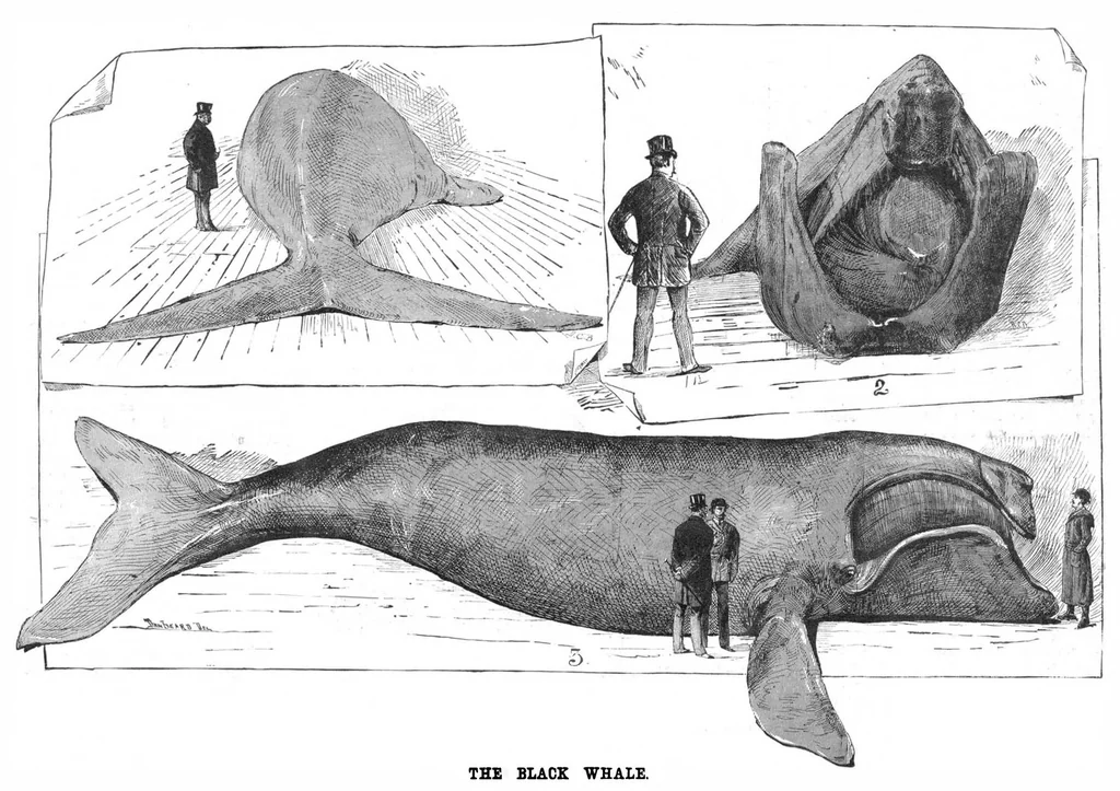 An illustration from Scientific American, Vol. 46, No. 16 (April 1882), 1882, leaf 8