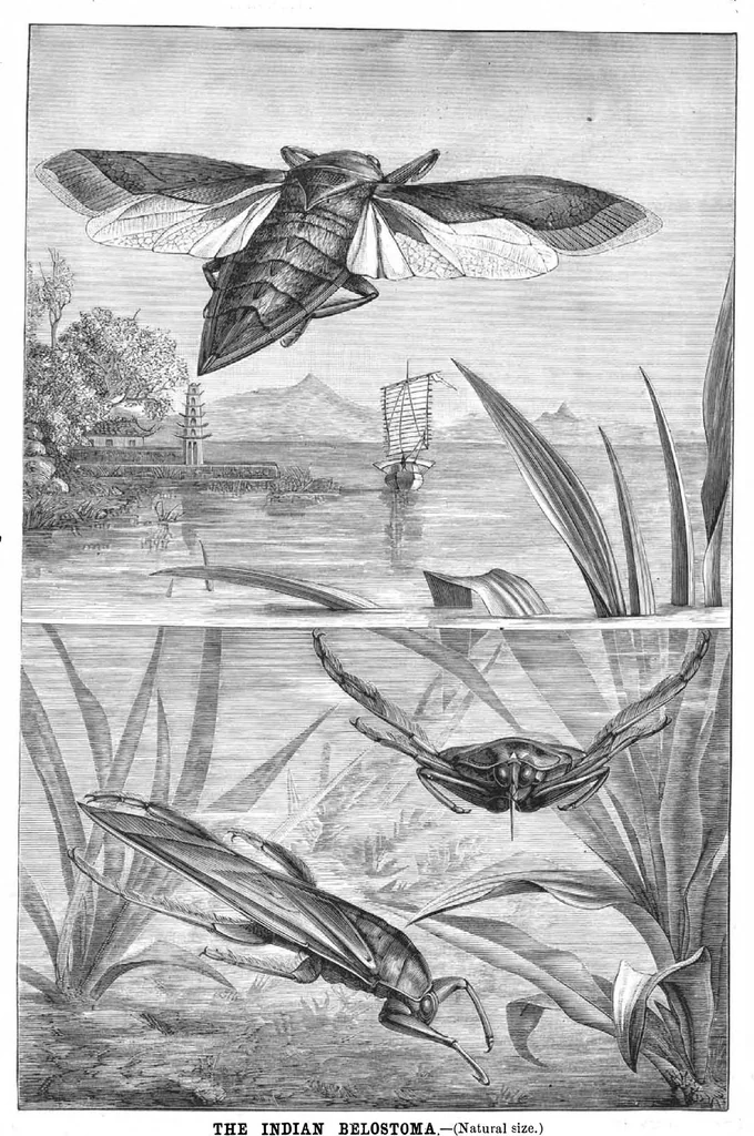 An illustration from Scientific American, Vol. 46, No. 18 (May 1882), 1882, leaf 8