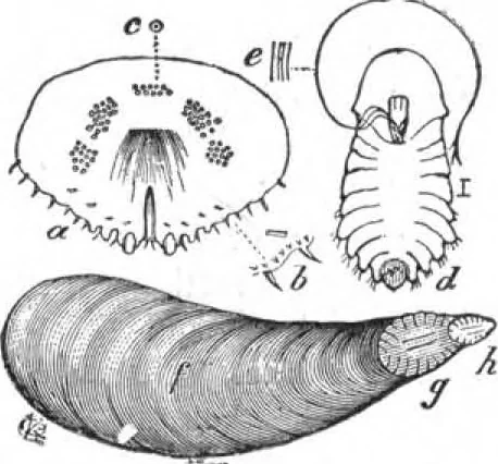 An illustration from Scientific American, Vol. 46, No. 21 (May 1882), 1882, leaf 8