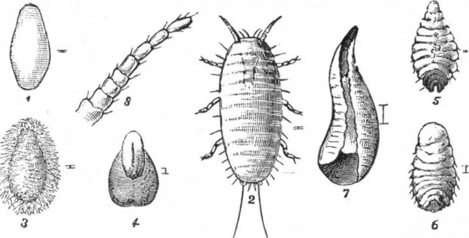 An illustration from Scientific American, Vol. 46, No. 21 (May 1882), 1882, leaf 8