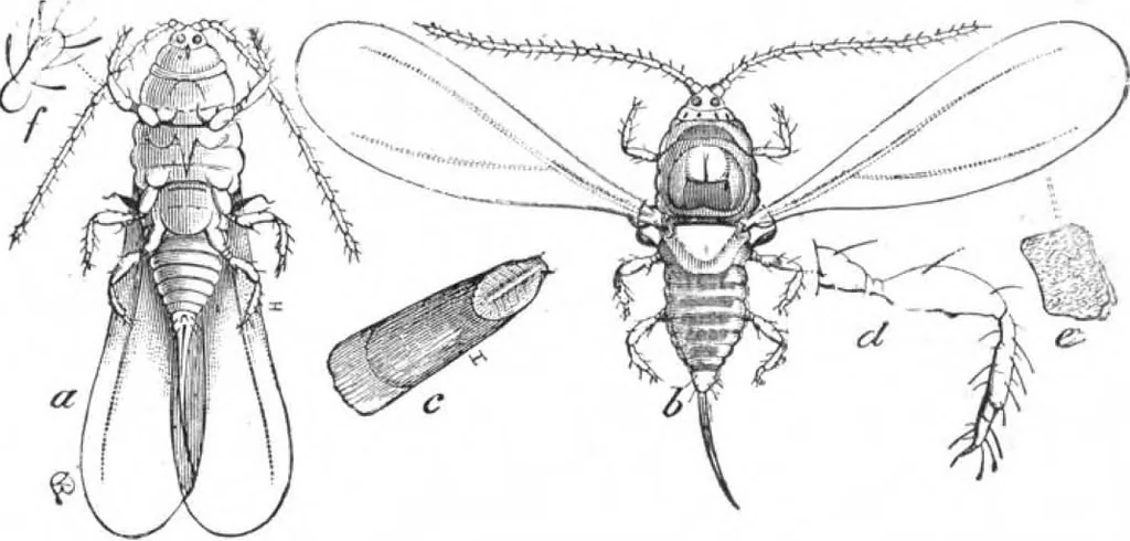 An illustration from Scientific American, Vol. 46, No. 21 (May 1882), 1882, leaf 8