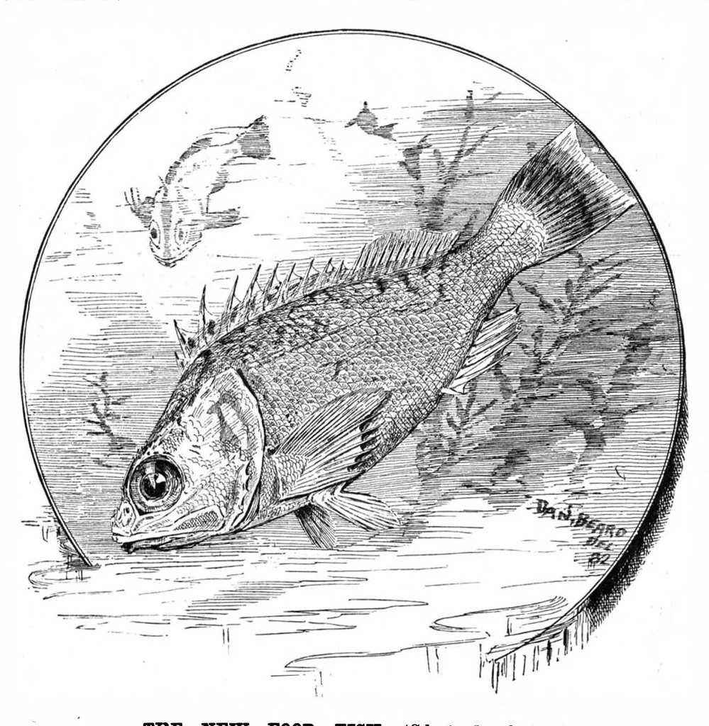 An illustration from Scientific American, Vol. 47, No. 16 (October 1882), 1882, leaf 8