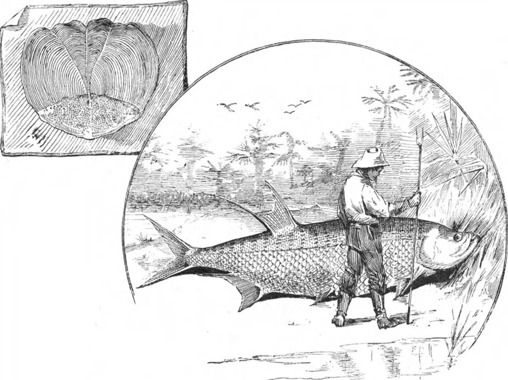 An illustration from Scientific American, Vol. 47, No. 19 (November 1882), 1882, leaf 8