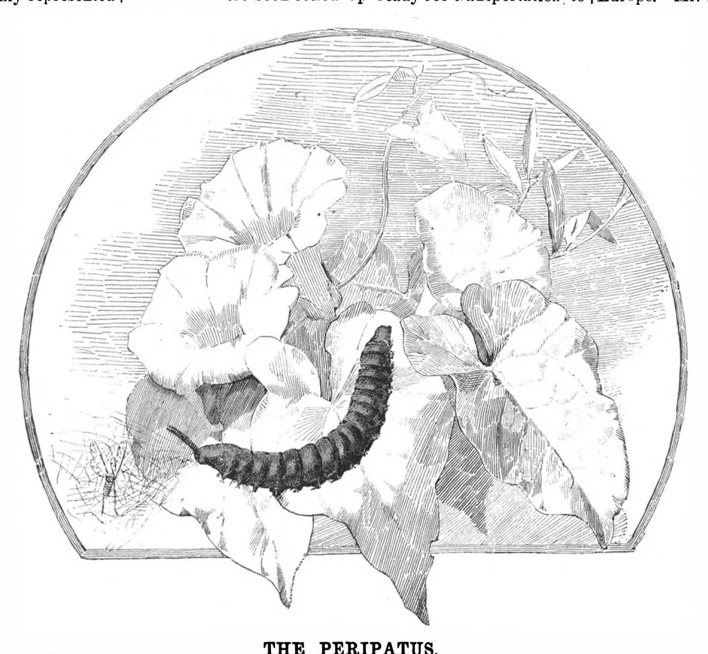 An illustration from Scientific American, Vol. 47, No. 20 (November 1882), 1882, leaf 8