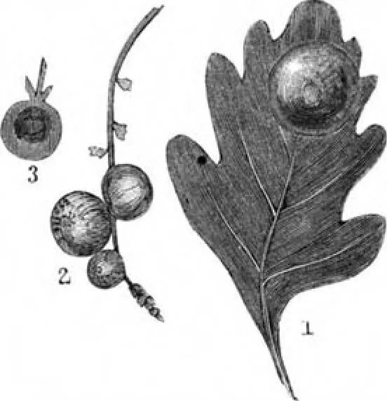 An illustration from Scientific American, Vol. 47, No. 21 (November 1882), 1882, leaf 8