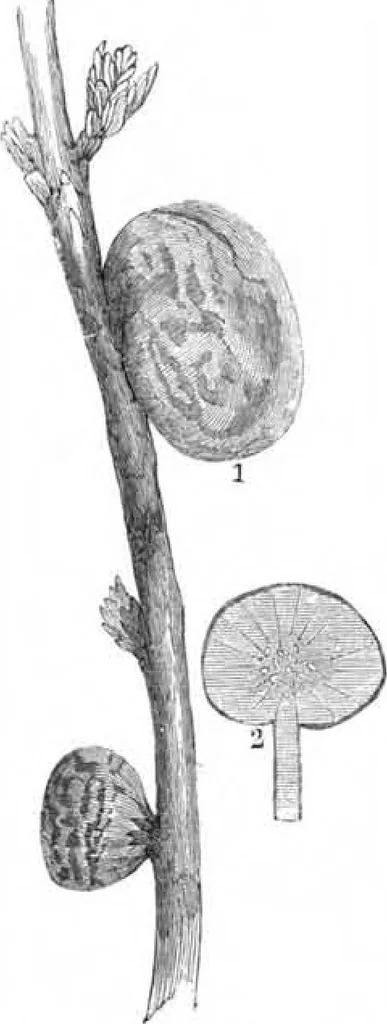 An illustration from Scientific American, Vol. 47, No. 21 (November 1882), 1882, leaf 8