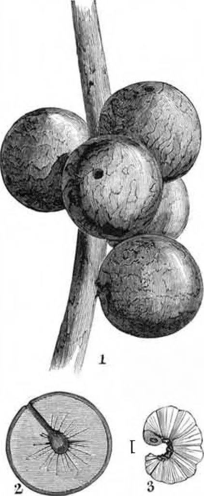 An illustration from Scientific American, Vol. 47, No. 21 (November 1882), 1882, leaf 8