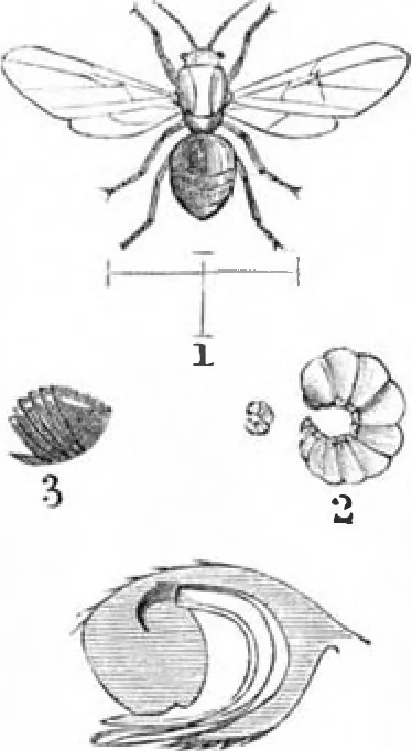 An illustration from Scientific American, Vol. 47, No. 21 (November 1882), 1882, leaf 8