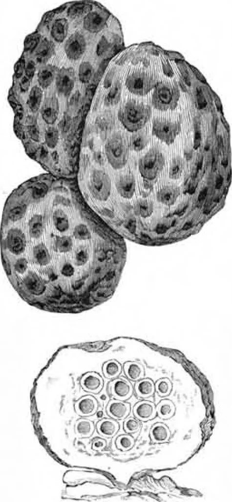 An illustration from Scientific American, Vol. 47, No. 21 (November 1882), 1882, leaf 8