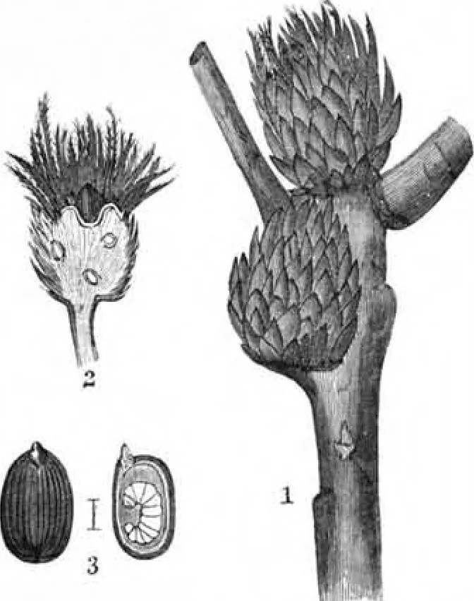 An illustration from Scientific American, Vol. 47, No. 21 (November 1882), 1882, leaf 8