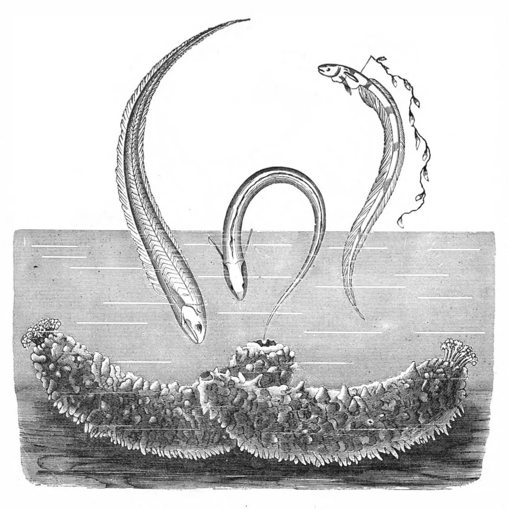 An illustration from Scientific American, Vol. 47, No. 22 (November 1882), 1882, leaf 9