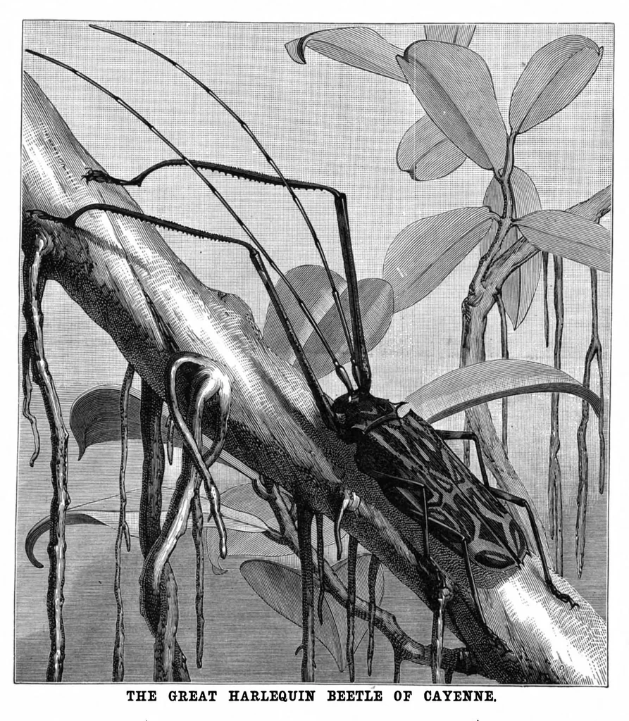 An illustration from Scientific American, Vol. 47, No. 25 (December 1882), 1882, leaf 8