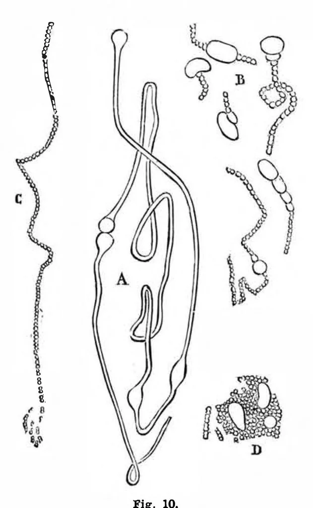 An illustration from Scientific American, Vol. 48, No. 23 (June 1883), 1883, leaf 5