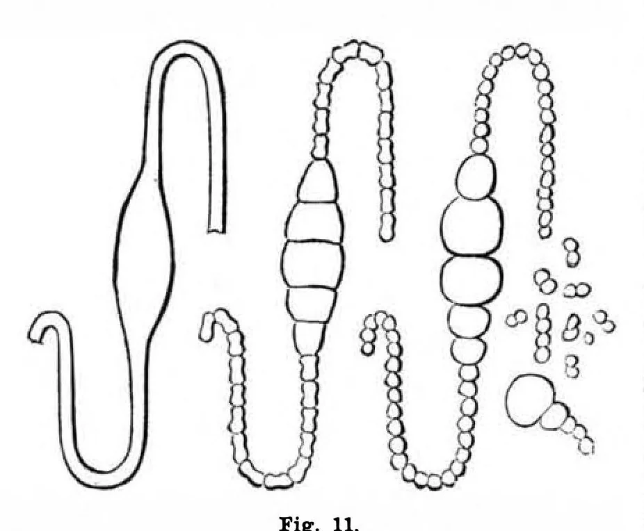 An illustration from Scientific American, Vol. 48, No. 23 (June 1883), 1883, leaf 5