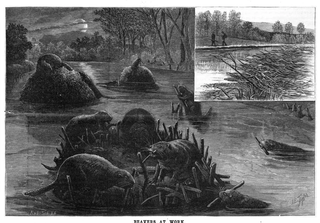 An illustration from Scientific American, Vol. 49, No. 1 (July 1883), 1883, leaf 7