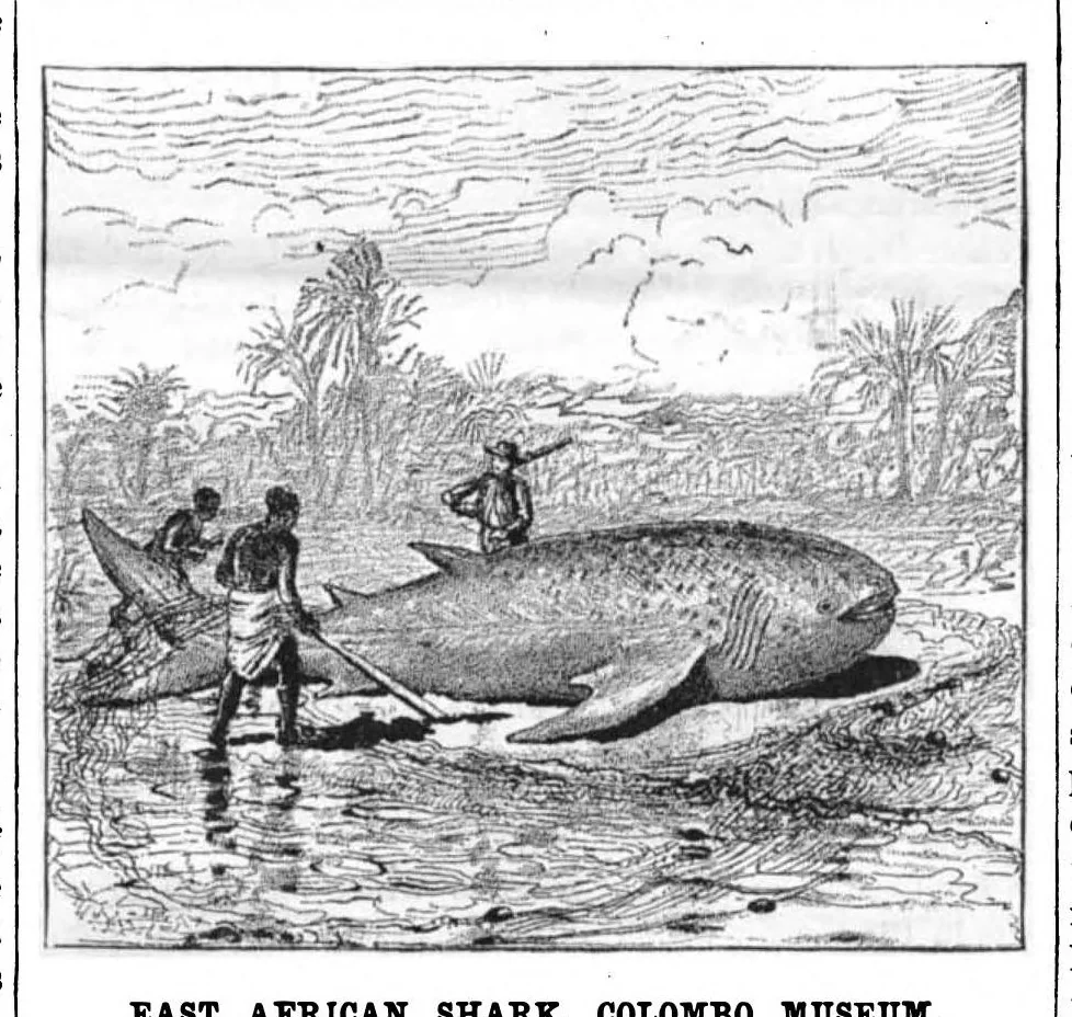 An illustration from Scientific American, Vol. 49, No. 2 (July 1883), 1883, leaf 8