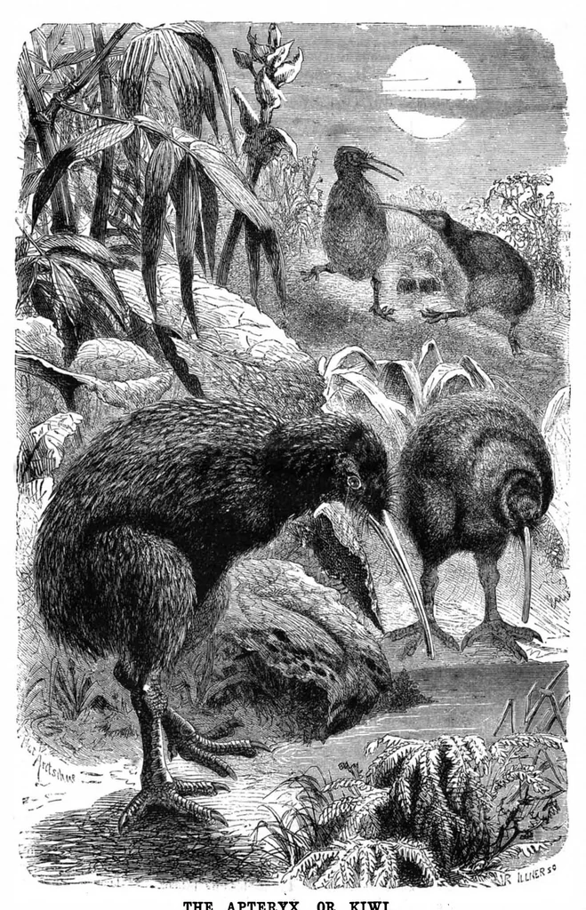 An illustration from Scientific American, Vol. 49, No. 7 (August 1883), 1883, leaf 8