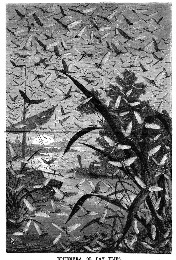 An illustration from Scientific American, Vol. 49, No. 9 (September 1883), 1883, leaf 8