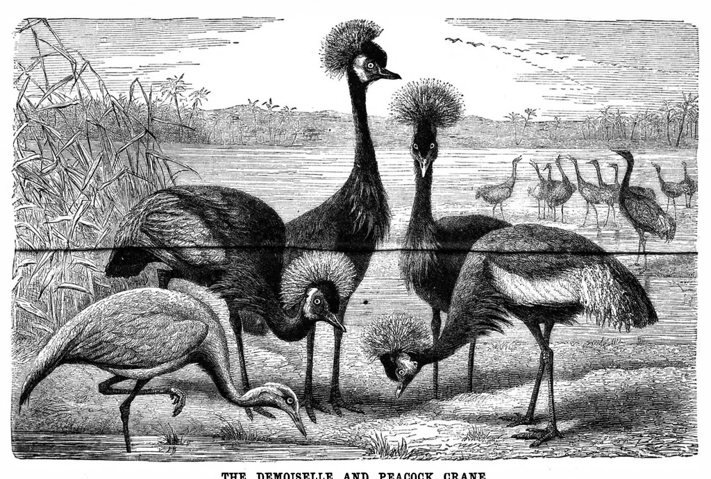 An illustration from Scientific American, Vol. 49, No. 11 (September 1883), 1883, leaf 8