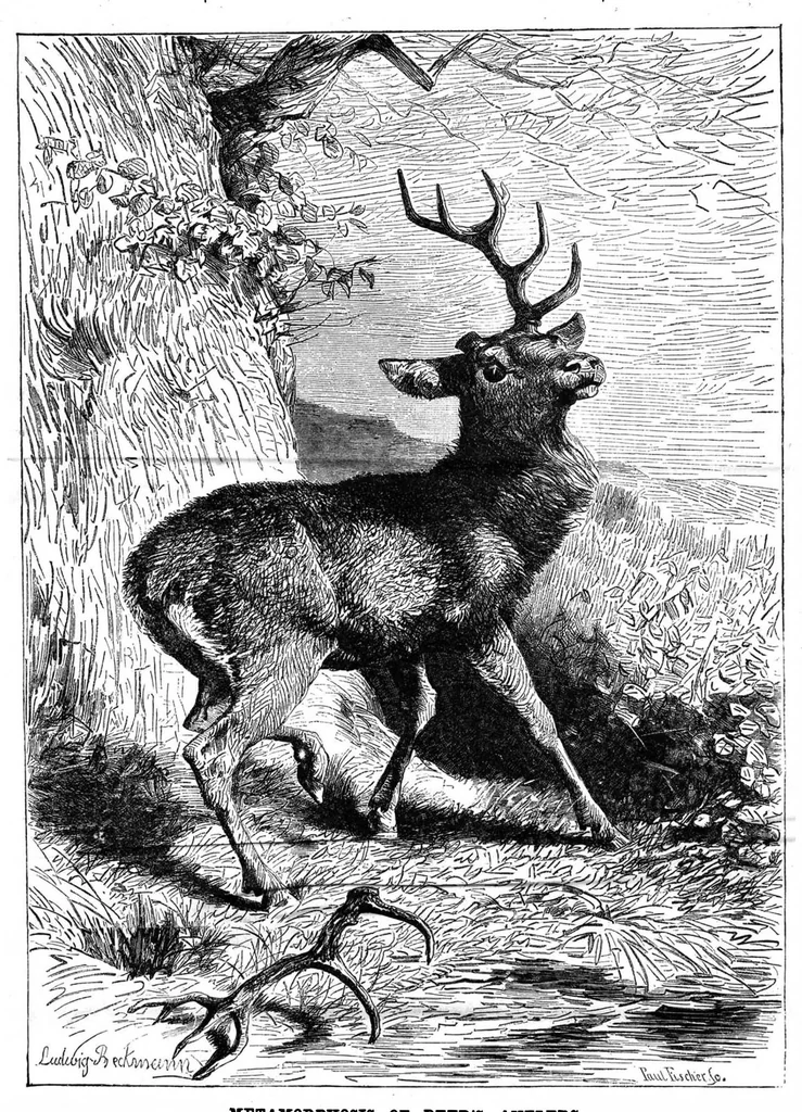 An illustration from Scientific American, Vol. 49, No. 12 (September 1883), 1883, leaf 8