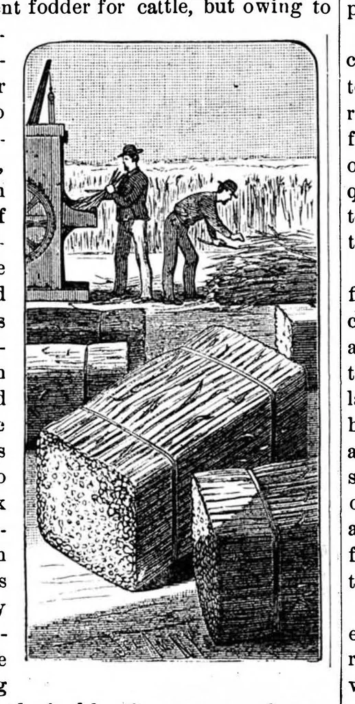 An illustration from Scientific American, Vol. 49, No. 13 (September 1883), 1883, leaf 10