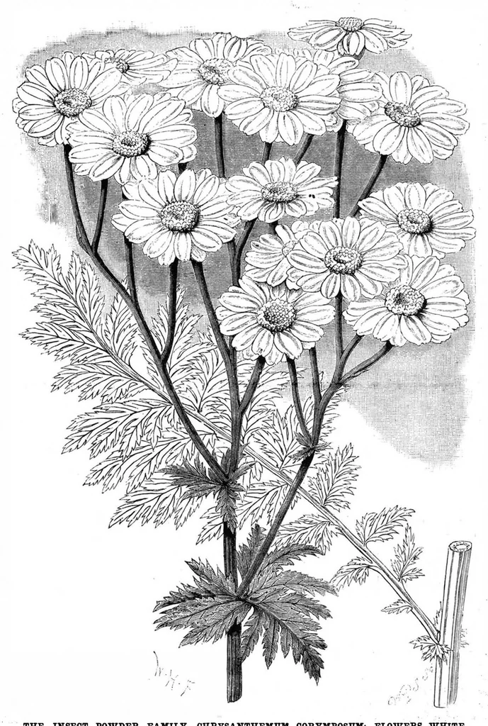 An illustration from Scientific American, Vol. 49, No. 13 (September 1883), 1883, leaf 8