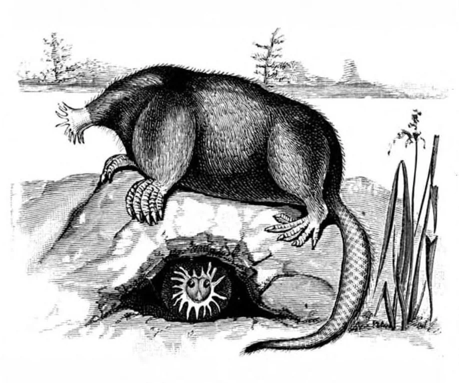 An illustration from Scientific American, Vol. 49, No. 14 (October 1883), 1883, leaf 8
