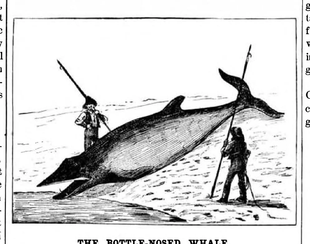 An illustration from Scientific American, Vol. 49, No. 18 (November 1883), 1883, leaf 8