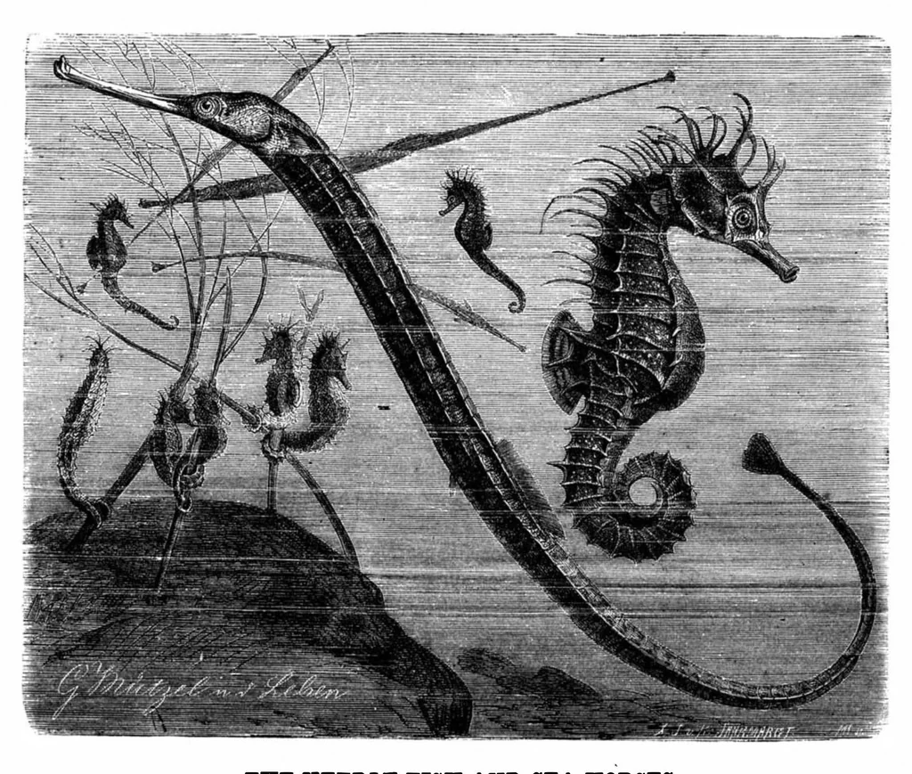 An illustration from Scientific American, Vol. 49, No. 26 (December 1883), 1883, leaf 8