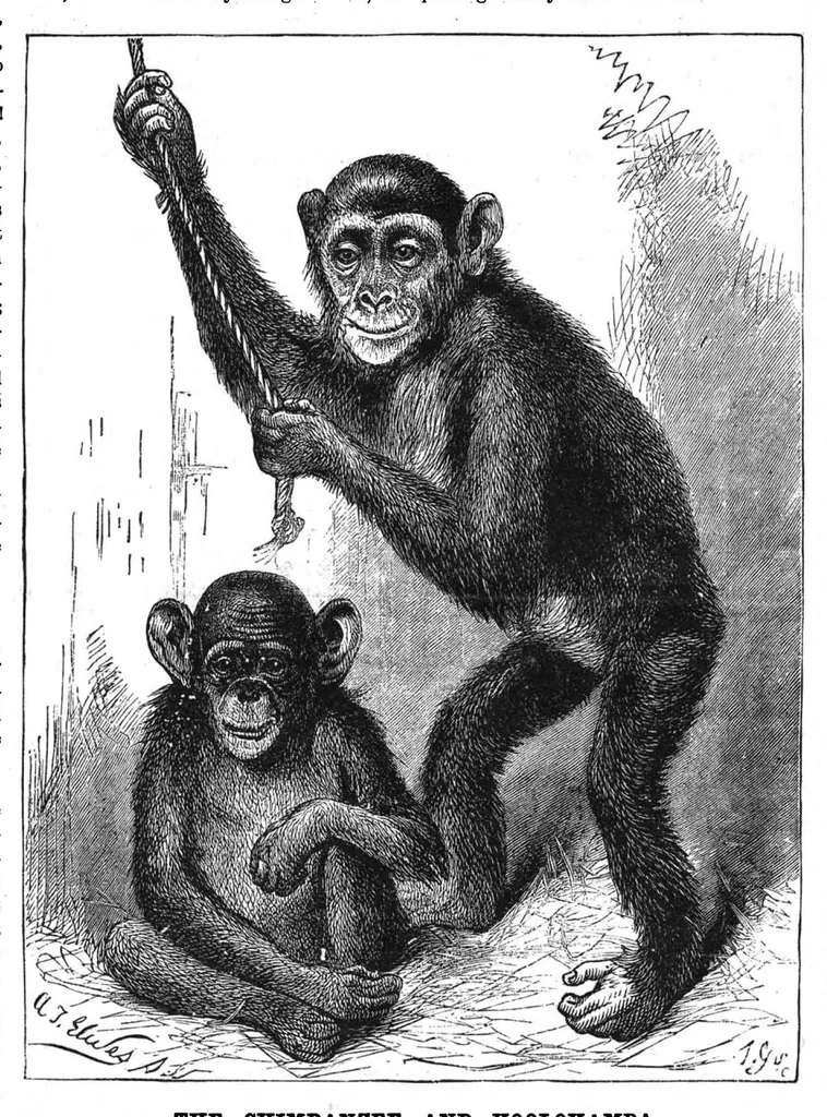 An illustration from Scientific American, Vol. 50, No. 3 (January 1884), 1884, leaf 8