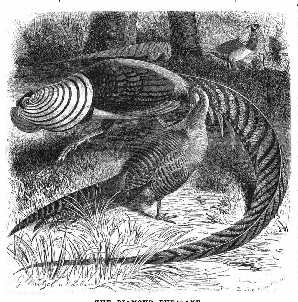 An illustration from Scientific American, Vol. 50, No. 4 (January 1884), 1884, leaf 8